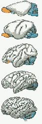 Gehirnentwicklung